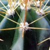 Melocactus _oreas _ssp.oreas _GC387.01_ 03